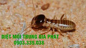 Dịch vụ diệt mối tận gốc tại Cần Thơ