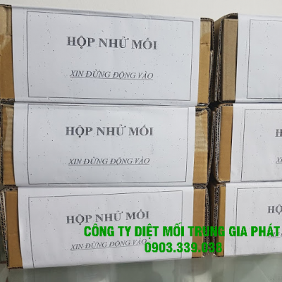 Đặt hộp nhử mối