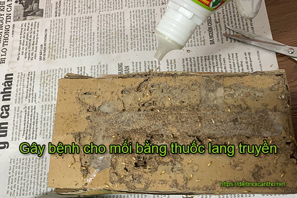 Gây bệnh cho mối bằng thuốc lang truyền