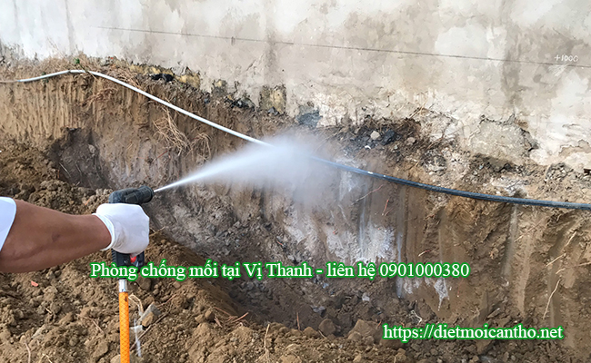 Phòng chống mối tại TP Vị Thanh