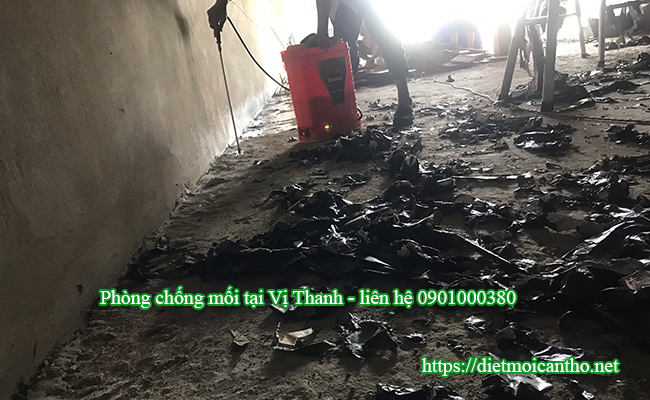 Phòng chống mối tại TP Vị Thanh