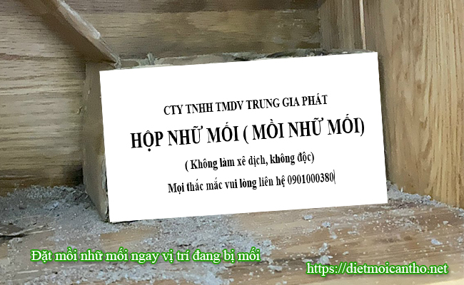 Đặt mồi nhữ mối ngay vị trí đang bị mối