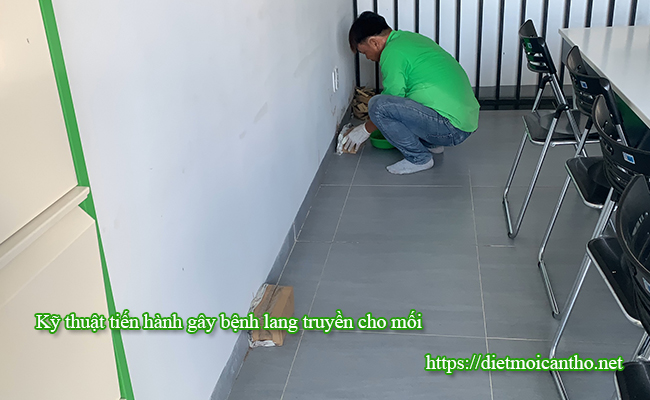 Kỹ thuật viên tiến hành gây bệnh cho mối