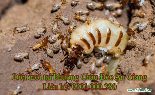 Diệt mối tại Phường Châu Đốc 100% an toàn cho sức khoẻ