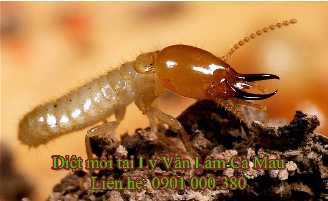 Dịch vụ diệt mối tại Phường Lý Văn Lâm uy tín
