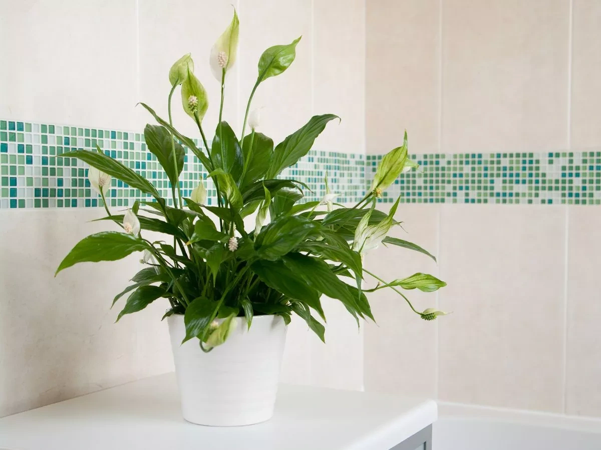 6 loại cây hút ẩm tốt thích hợp để trồng trong phòng tắm - 3