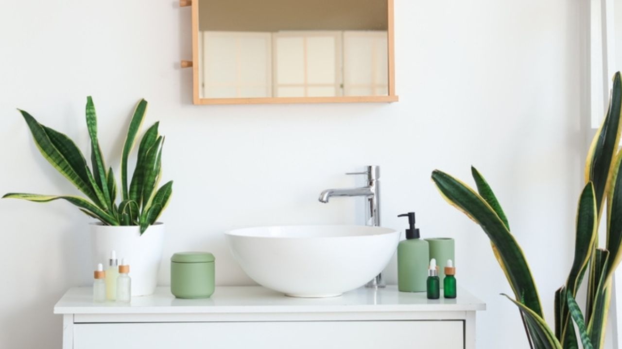 6 loại cây hút ẩm tốt thích hợp để trồng trong phòng tắm - 1