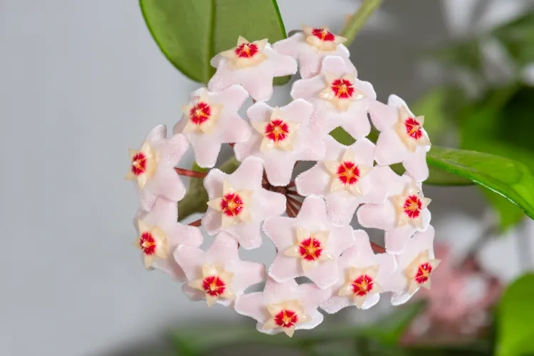 9 loại cây có hương hợp trồng trong nhà, giúp bạn bỏ nến thơm chứa hóa chất - 5