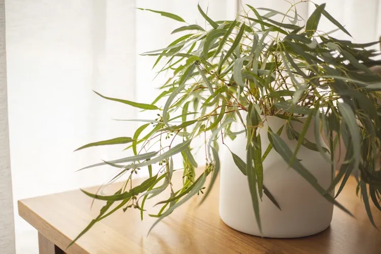 9 loại cây có hương hợp trồng trong nhà, giúp bạn bỏ nến thơm chứa hóa chất - 8