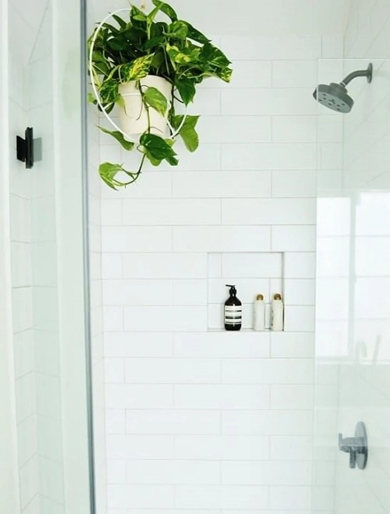 6 loại cây hút ẩm tốt thích hợp để trồng trong phòng tắm - 2