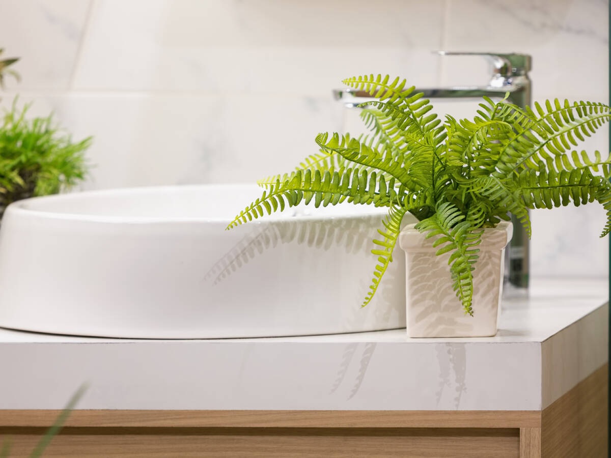 6 loại cây hút ẩm tốt thích hợp để trồng trong phòng tắm - 4