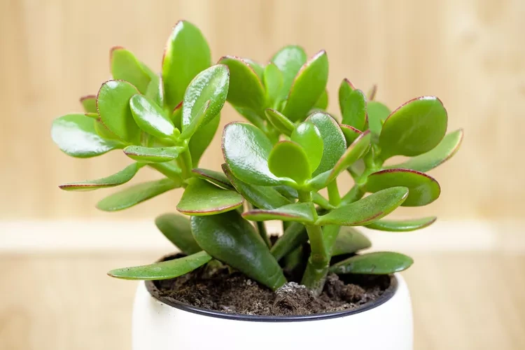 6 cây xanh sống dai thích hợp để trồng trong nhà - 3