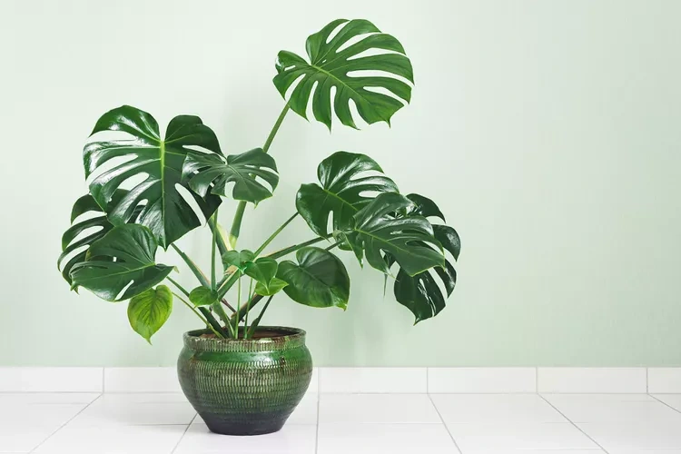6 cây xanh sống dai thích hợp để trồng trong nhà - 6