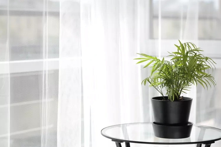 6 cây xanh sống dai thích hợp để trồng trong nhà - 7