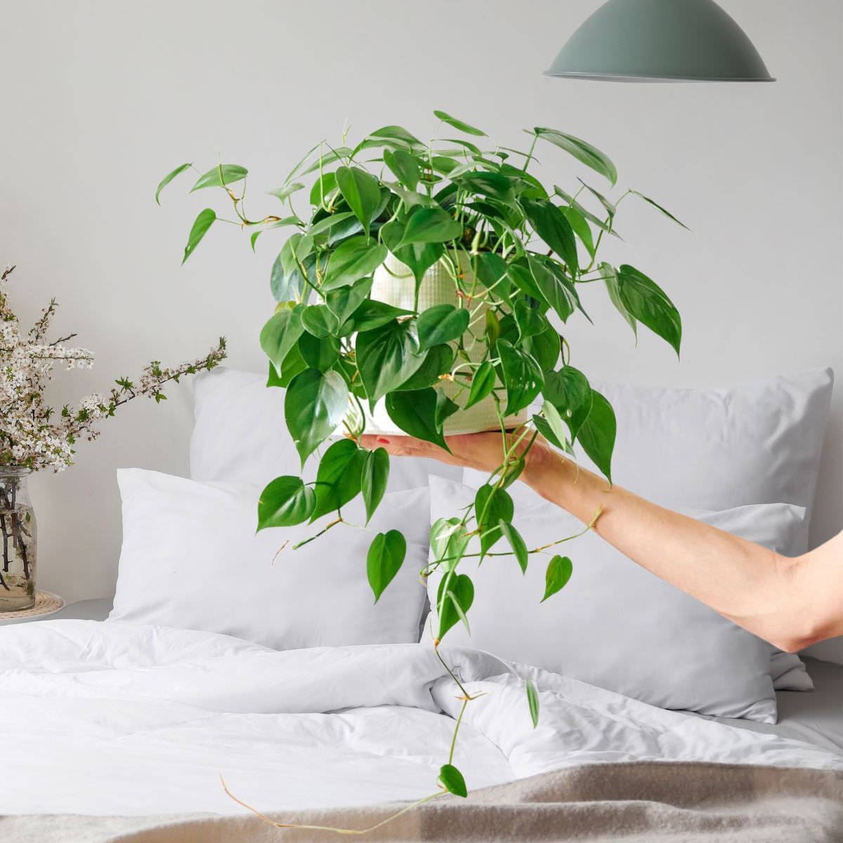 7 loại cây bạn nên đặt trong nhà để ngủ ngon, an thần và lọc khí - 4