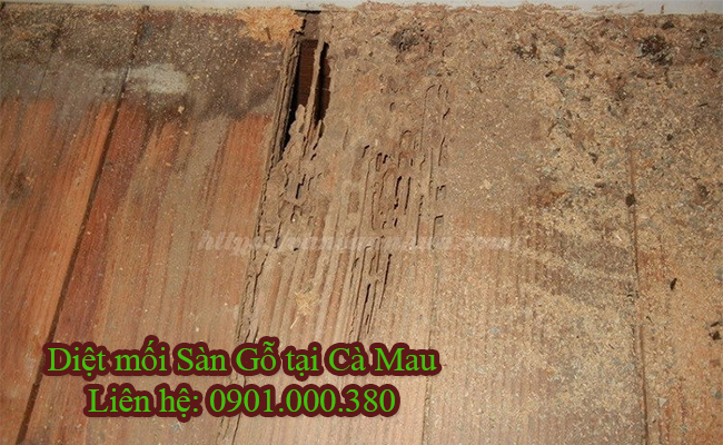 Dịch vụ diệt mối sàn gỗ tại Cà Mau tận gốc 100%.