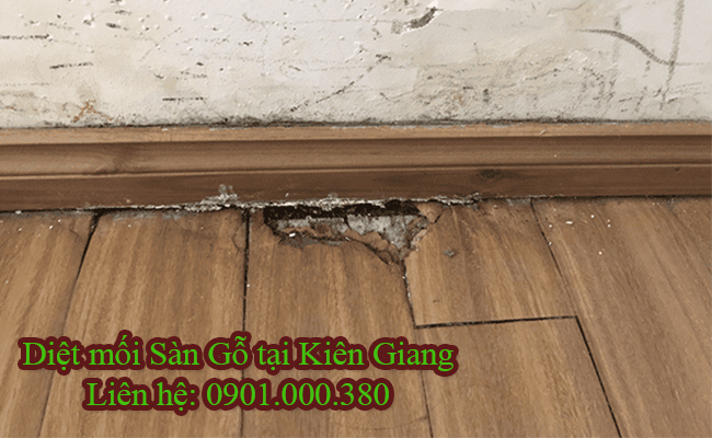 Diệt mối sàn gỗ tại kiên giang chất lượng cao.