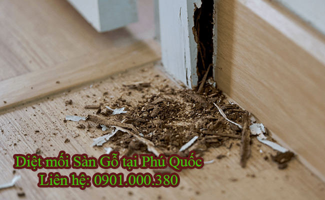 Dịch vụ diệt mối sàn gỗ tại Phú Quốc bảo hành miễn phí 12 tháng.