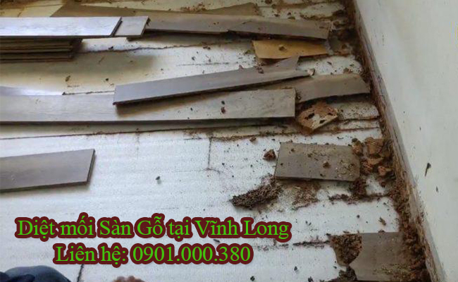 Dịch vụ diệt mối Sàn Gỗ Tại Vĩnh Long chuyên nghiệp Dịch vụ diệt mối Sàn Gỗ Tại Vĩnh Long chuyên nghiệp