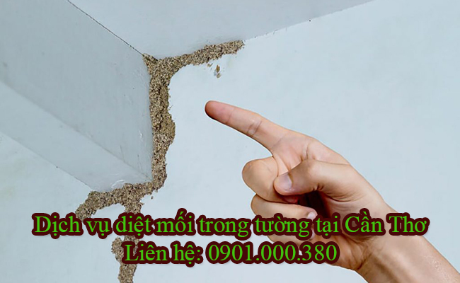 Dịch vụ diệt mối trong tường tại Cần Thơ cam kết hết tận gốc 100%