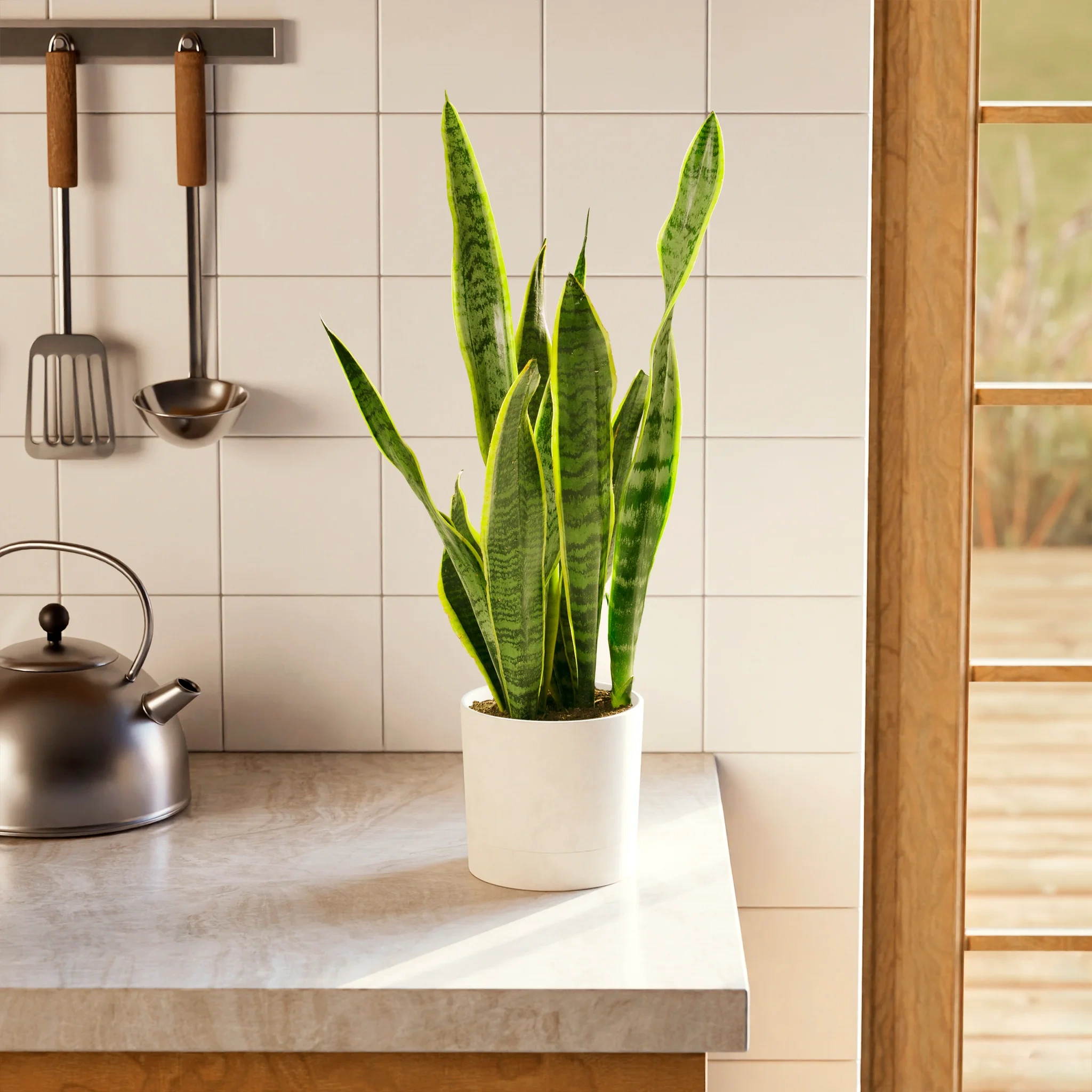 6 loại cây trồng cho phòng bếp, giúp hút mùi, chịu nhiệt, rước tài lộc - 1 6 loại cây trồng cho phòng bếp, giúp hút mùi, chịu nhiệt, rước tài lộc - 1