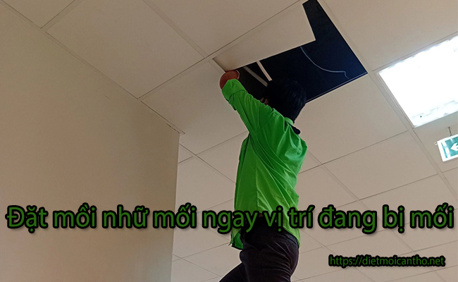 Kỹ thuật viên tiến hành đặt mồi nhữ mối ngay vị trí đang bị mối. Kỹ thuật viên tiến hành đặt mồi nhữ mối ngay vị trí đang bị mối.