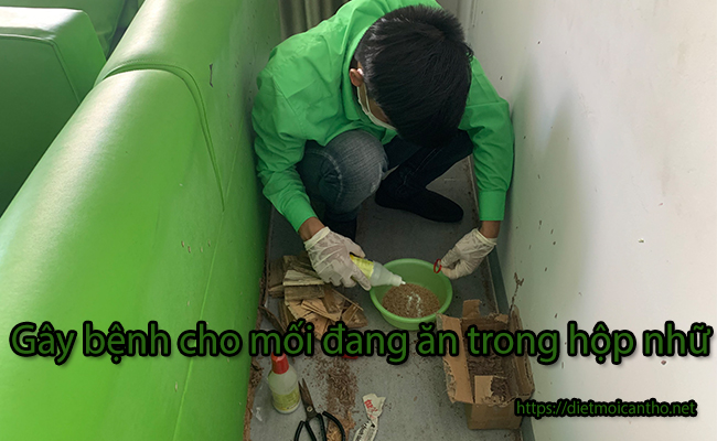 Gây bệnh cho mối ăn trong hộp nhữ. Gây bệnh cho mối ăn trong hộp nhữ.