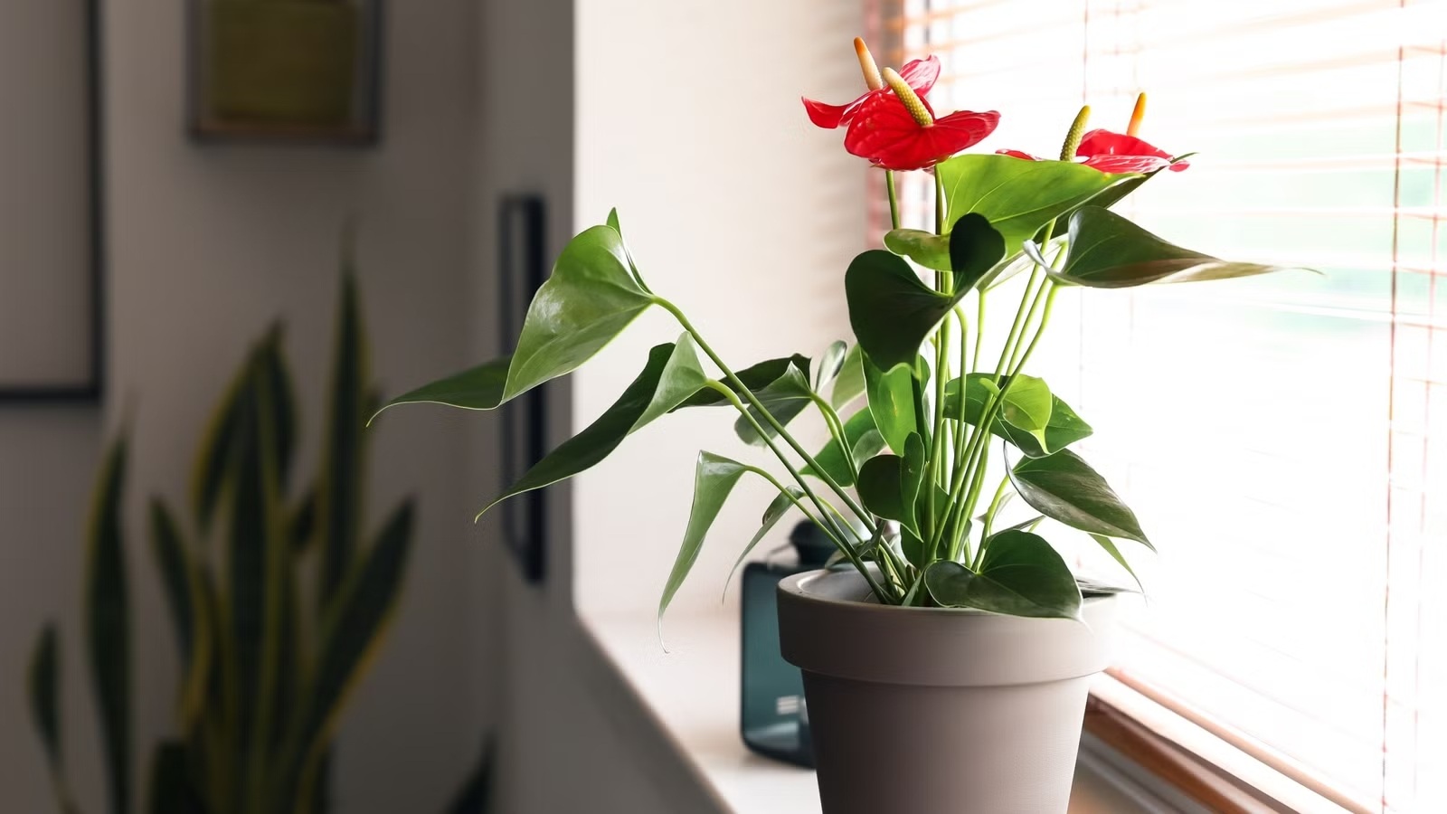 5 loại cây cảnh đem may mắn cho không gian sống đầu năm mới - 4 5 loại cây cảnh đem may mắn cho không gian sống đầu năm mới - 4