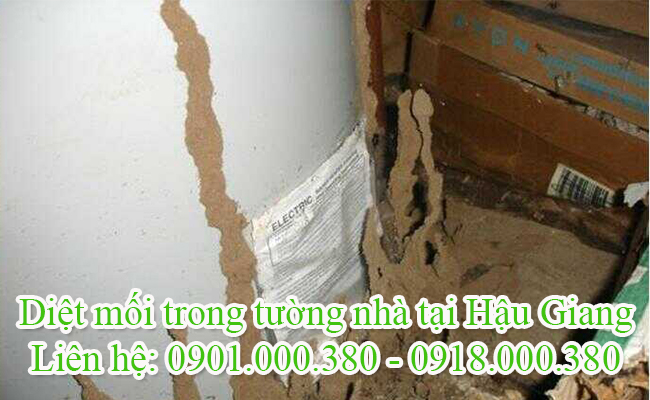 Dịch vụ diệt mối trong tường tại Hậu Giang chuyên nghiệp.