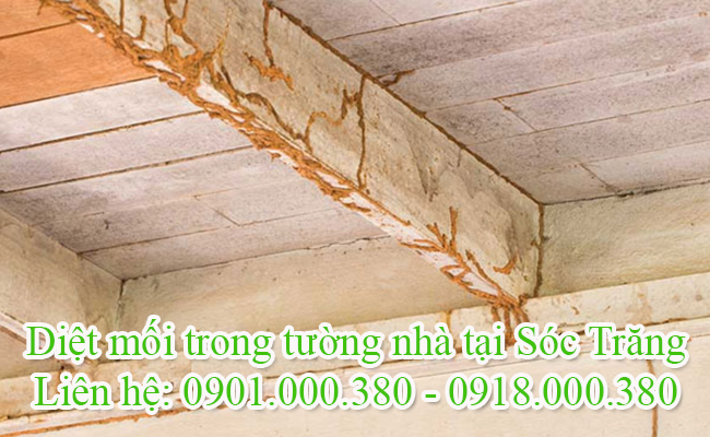 Dịch vụ diệt mối trong tường tại Sóc Trăng uy tín.