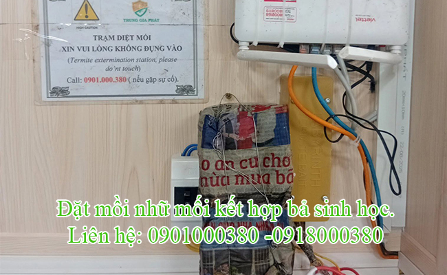 Đặt mồi nhữ mối kết hợp bả diệt mối sinh học