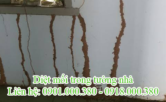Dịch vụ diệt mối trong tường nhà tại Cà Mau uy tín. Dịch vụ diệt mối trong tường nhà tại Cà Mau uy tín.
