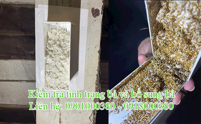 Kiểm tra và bổ sung bả diệt mối sinh học đến khi sạch mối.